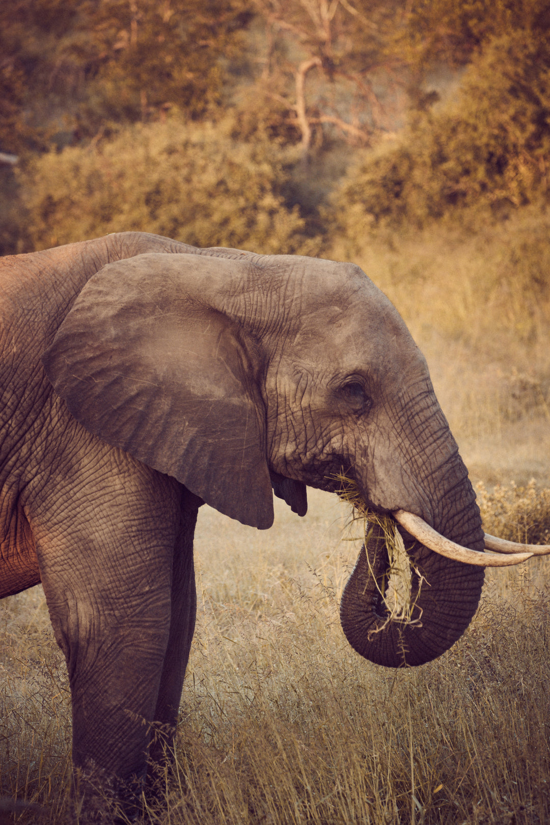 Elefant in Namibia