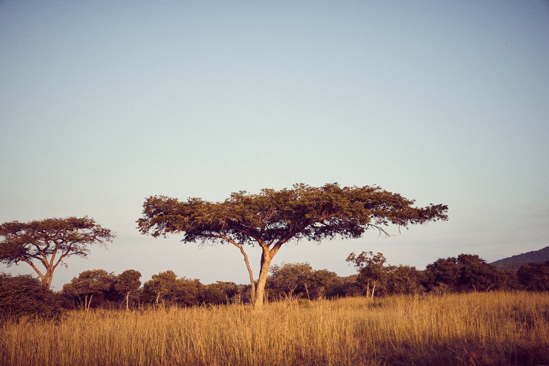 Baum in einem Nationalpark