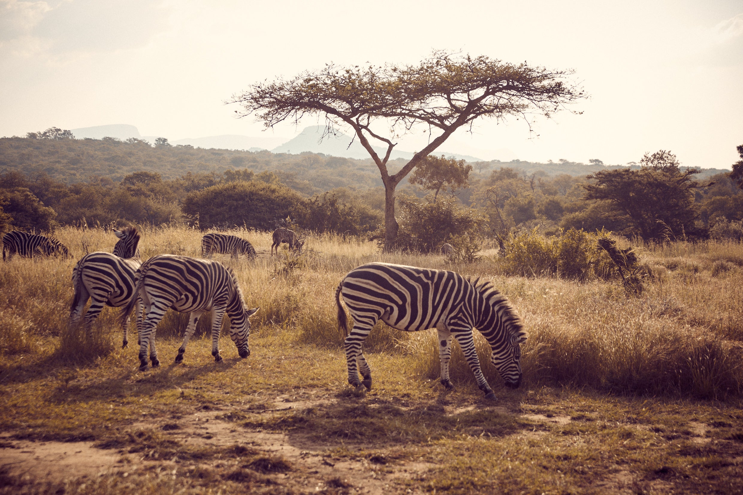 Zebra in Afrika